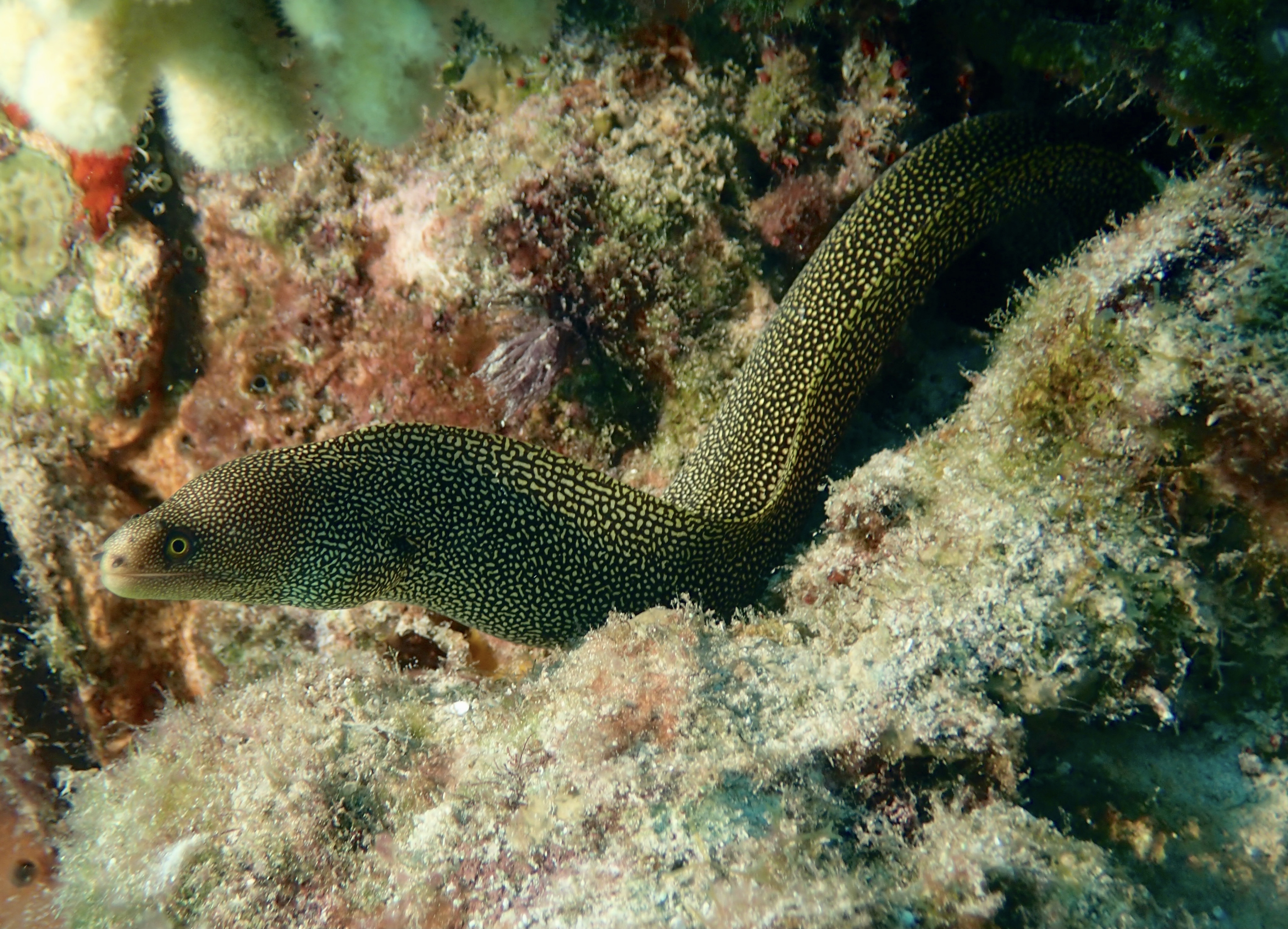 Brown spotted Moray