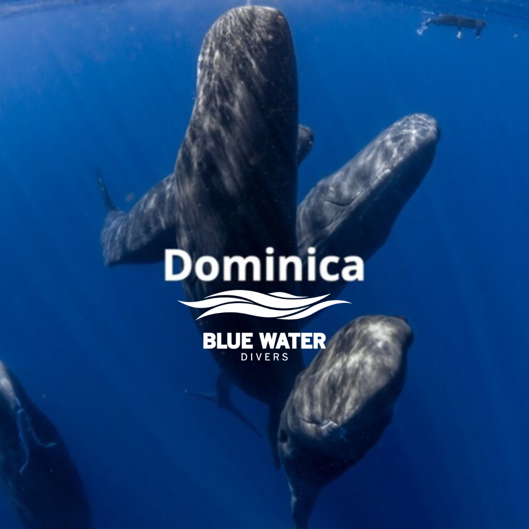 Travel With Blue Water Divers