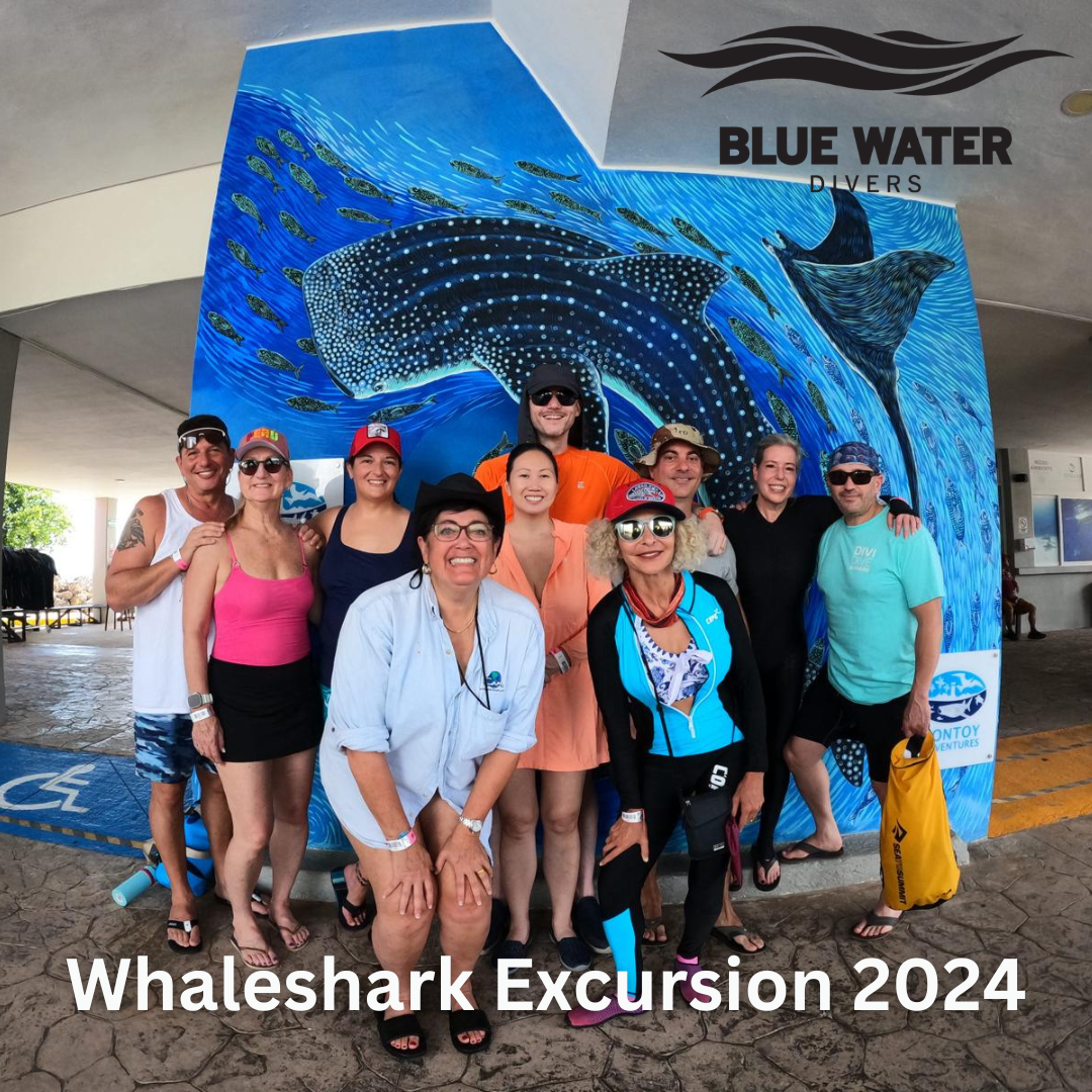 Whale Shark Excursion on our Cozumel…