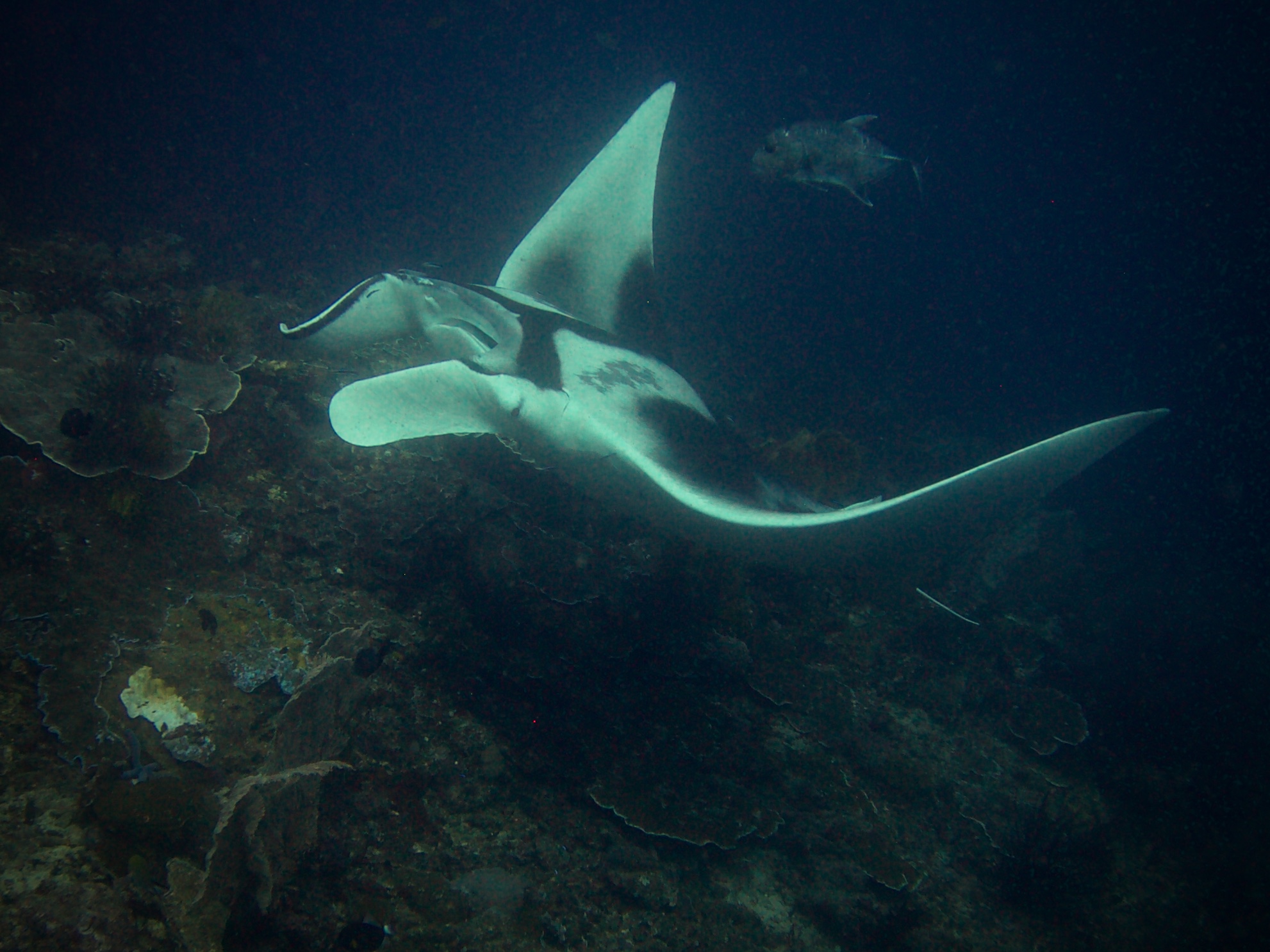 Manta Ray 