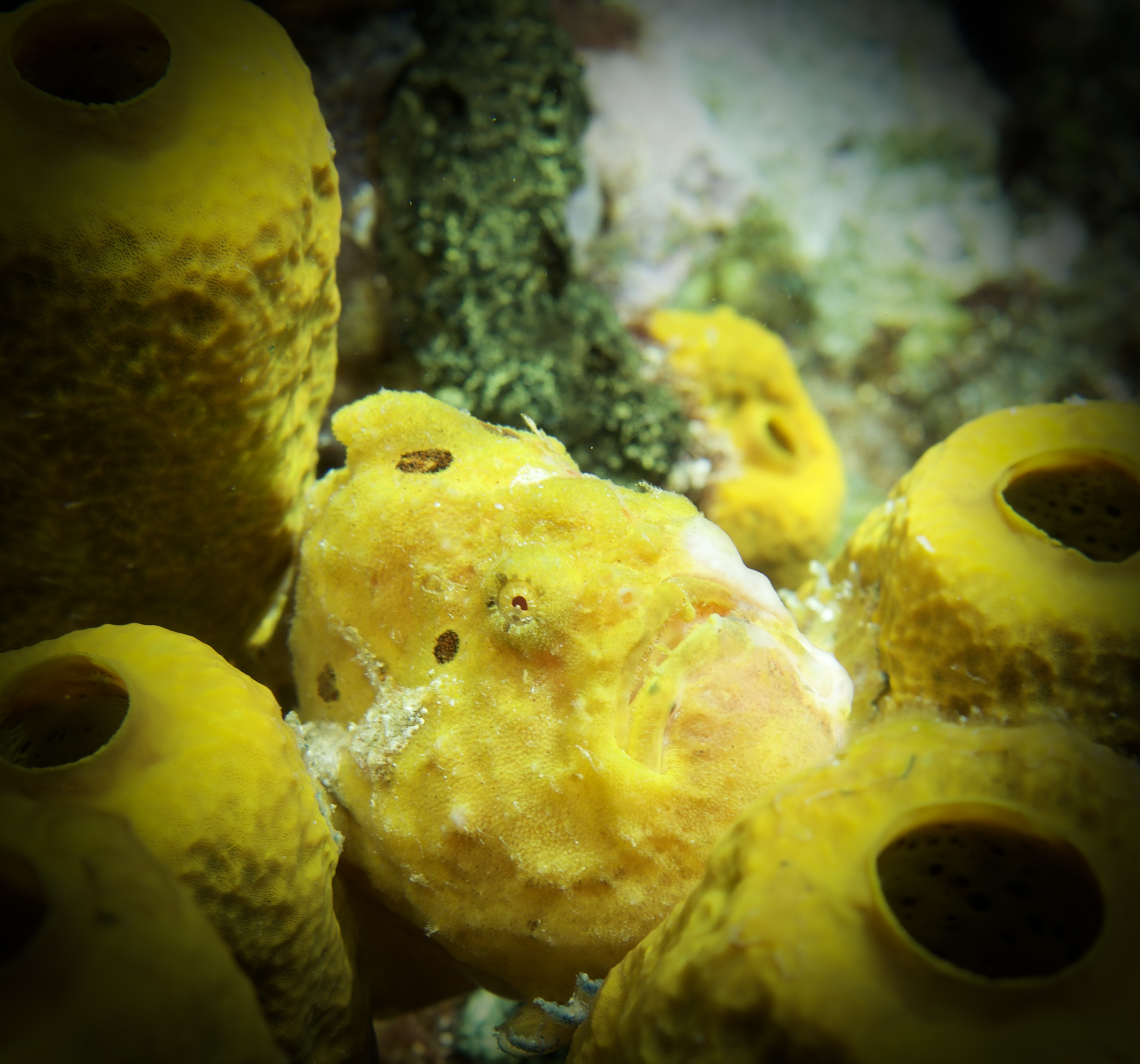 St. Lucia Frogfish 